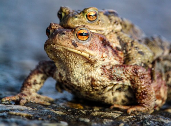 Damit die Amphibien sicher zu ihren Laichgewässern gelangen, werden Fangzäune aufgestellt. - © Symbolbild: Pixabay