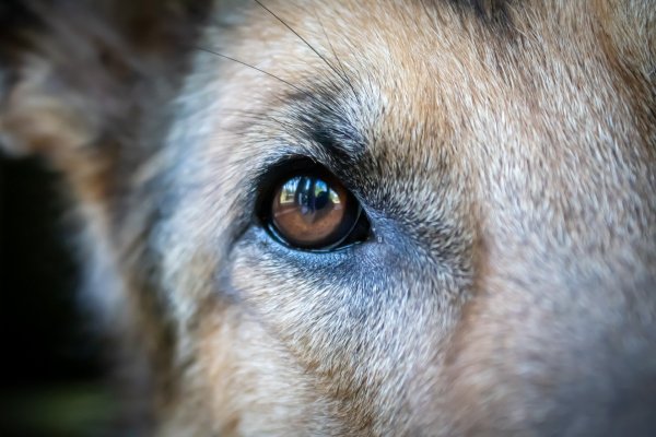 Der Hund hat nach Angaben der Polizei einen Köder gegessen, der mit Leberwurst gespickt war. - © Symbolfoto: pixabay.com
