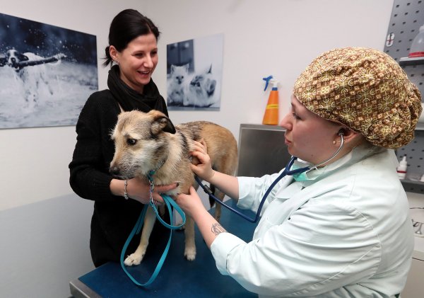 Die Bielefelder Tierklinik hat bisher als einzige Klinik im Umkreis von 90 Kilometern rund um die Uhr einen Notdienst angeboten. Das fällt ab dem 1. Februar weg. - © Archivfoto: Wolfgang Rudolf