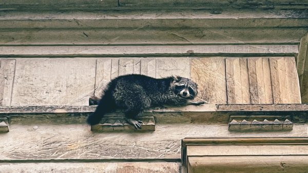 April 2023: Auf einem Fenstersims der Hochschule für Musik sitzt ein Waschbär. Er scheint nicht mehr fähig zu sein, sich eigenständig aus seiner misslichen Lage zu befreien, die Feuerwehr rückt an. - © Marco Schweiger - Feuerwehr Detmold