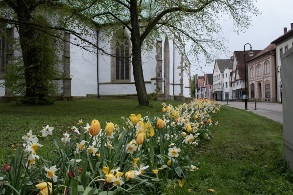 Der Blühstreifen zwischen Rathaus und Stadtkirche wurde mit Hilfe des Sofortprogramm Innenstadt des Landes NRW angelegt. - © Stadt Horn-Bad Meinberg