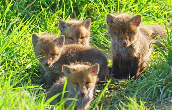 Auch wenn sie aussehen wie Hundewelpen: Rotfüchse sind Wildtiere. In Luxemburg ist die Jagd auf sie grundsätzlich verboten. - © Robin Jähne