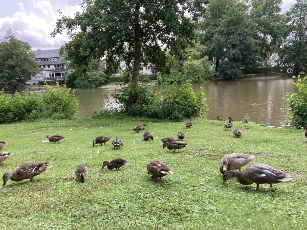 Auch die nördliche Uferseite im Seekurpark soll saniert und mit einem Steg ausgestattet werden. - © Cordula Gröne