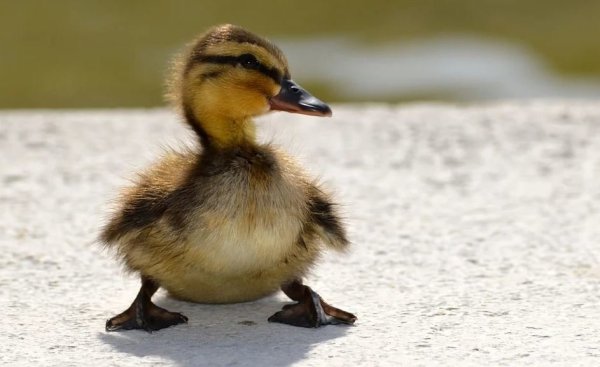 Die Enten überstanden den Unfall ohne Blessuren. - © Pixabay