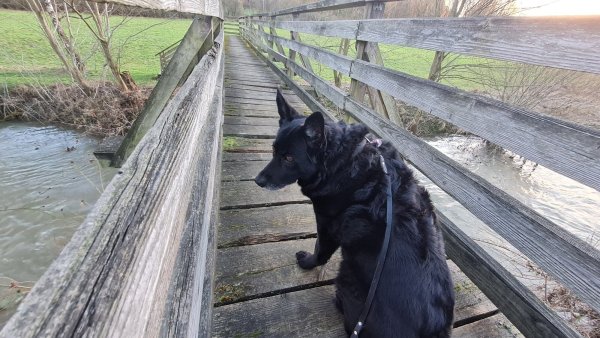 Ganz geheuer ist auch der Mischlingshündin Laika die Brücke über die Emmer nicht. Aber sie ist standsicher, versichert Bürgermeister Jörg Bierwirth.  - © Marianne Schwarzer