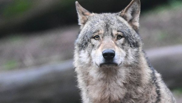 Ein männlicher Wolf riss im Juli in Stemwede mehrere Schafe. Über seinen Verbleib ist nichts bekannt. - © dpa