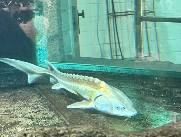 Völlig unterernährt: Der Stör im Aquarium. - © Privat