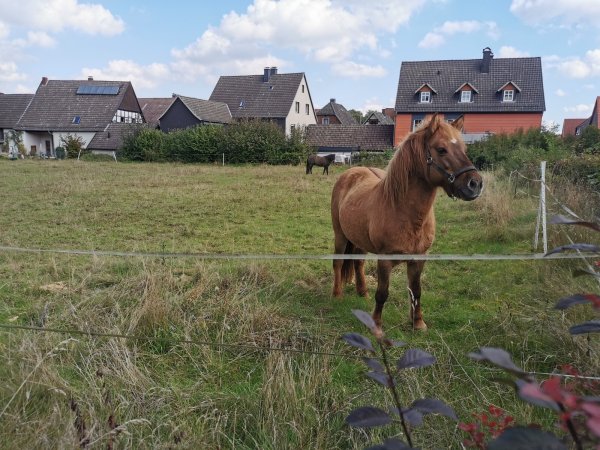 Noch grasen hier Pferde, aber schon bald rollen die Bagger: Auf diesem Grundstück in Alverdissen sollen Wohnhäuser entstehen. - © Sylvia Frevert