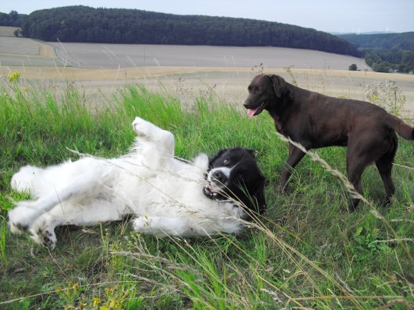Hunde brauchen Ausflauf, am besten auch mal ohne Leine. Das aber ist für viele Rassen kaum möglich. Eine umzäunte Freilauffläche könnte Abhilfe schaffen. - © Sylvia Frevert