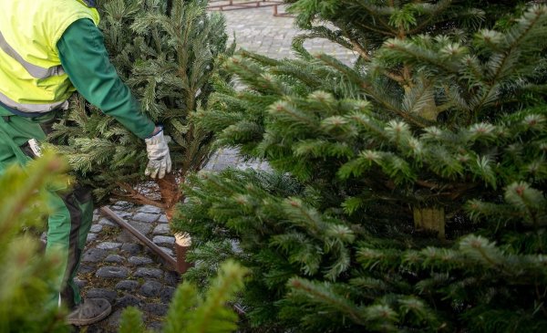 Der junge Mann sei allein über den Zaun des Weihnachtsbaumstandes geklettert, berichtet er später der Polizei. - © Sina Schuldt