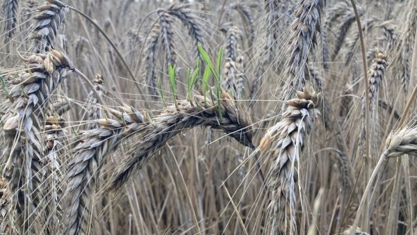 Auswachsendes Getreide: Wenn die reifen Körner in der Ähre keimen, sprechen Landwirte vom Auswachsen der Körner. - © WLV