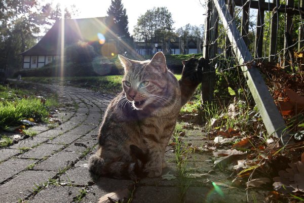Was für ein Katzenjammer: Momentan dürfen keine Besucher ins Tierheim nach Detmold kommen. - © Archivfoto: Bernhard Preuss