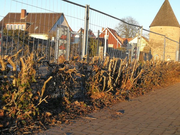 Der Umweltausschuss hat darüber beraten, ob die Hecke an der neuen Calisthenics-Anlage in Horn erhalten werden soll. - © Freya Köhring