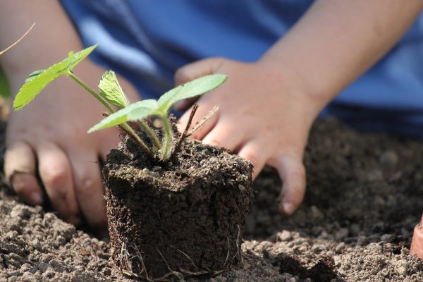 Die Umweltstiftung Lippe startet den Wettbewerb Kinder-Gärten 2024. - © Umweltstiftung Lippe