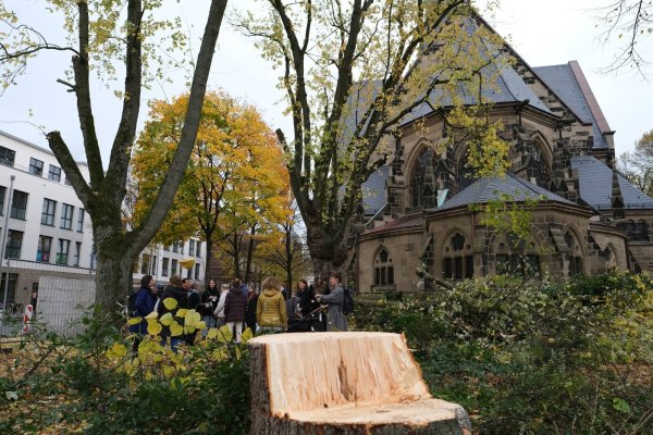 Aus Sicht der Grünen sind zu viele Bäume gefällt und nicht – wie beschlossen – im Verhältnis 3:1 nachgepflanzt worden. Deswegen wollen sie für das nächste Jahr eine Potenzialanalyse für mögliche Standorte. Das ist einer von vielen Anträgen. - © Sven Koch