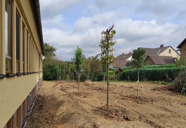 15 Bäume wurden am "DORF+Punkt" gepflanzt, um Schatten gegen Hitze zu spenden. - © Gemeinde Kalletal