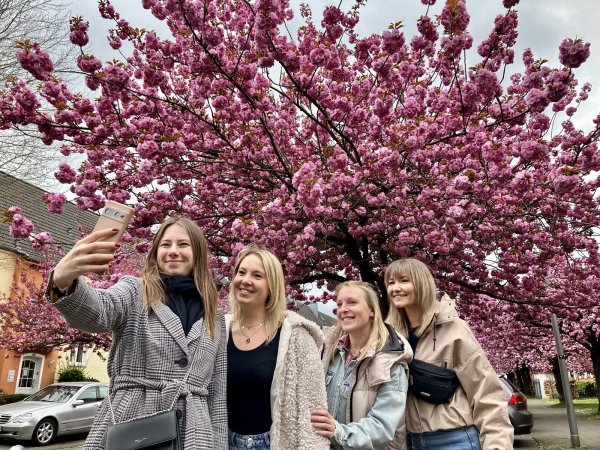 Die Kirschblütenallee Auf dem langen Kampe zieht jetzt wieder viele Fans pinker Blütenpracht an. Christina (v. l.), Anita, Monika und Regina sind begeistert. - © Jens Reichenbach
