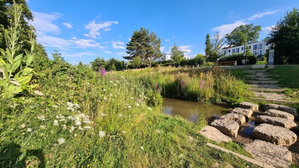 Der Auenpark an der Bega ist ein Ergebnis eines vergangenen Integrierten Stadtentwicklungskonzepts. - © Nadine Uphoff