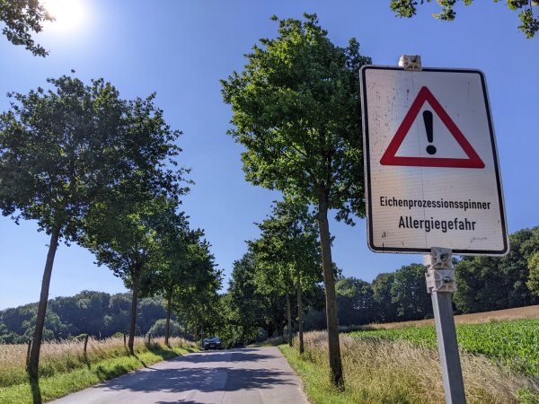 Hinweise auf Gefahren duch den Eichenprozessionsspinner: Die Raupen können sich negativ auf Menschen und Tiere auswirken. Schuld daran sind vor allem die giftigen Brennhaare. - © Anja Hanneforth