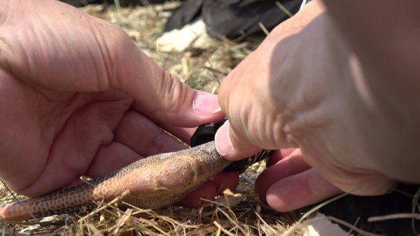 Einmal das Bein ausstrecken und zwei Klicks, dann ist der Ring nach wenigen Sekunden dran. - © Gerd Guse