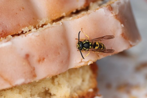 Wespenstiche in Mund und Rachen können gefährlich werden – besonders bei Kindern. Ein Hausarzt erklärt, was zu tun ist. - © Christine Panhorst