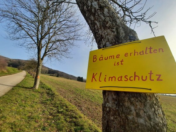 Statt 19 werden jetzt nur zwei Bäume für die Erschließung des Neubaugebietes Saulsiek II gefällt. - © Michaela Weiße