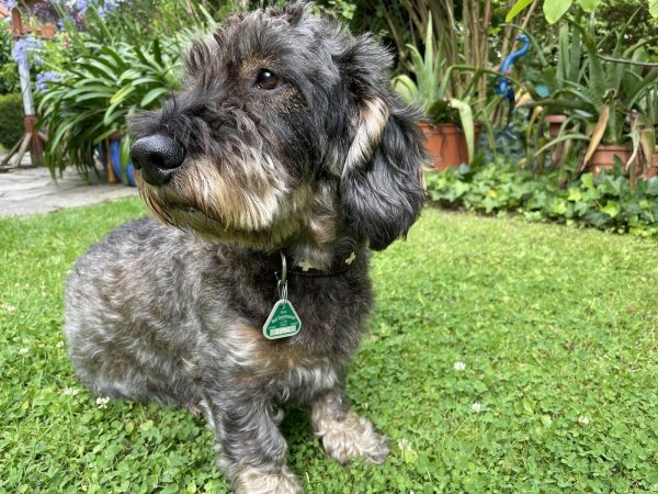 Dackelrüde Gustav trägt das Zeichen dafür, dass Frauchen für ihn brav die Hundesteuer bezahlt hat, gut sichtbar am Halsband. - © Elke Niedringhaus-Haasper