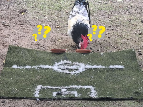 Das letzte Vorrundenspiel der deutschen Mannschaft wird spannend. Orakel-Hahn Hermann gibt seinen Tipp ab. - © Umweltzentrum Heerser Mühle