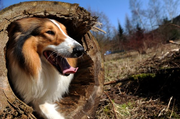 Collie Herby guckt aus einem ausgehöhlten Baumstumpf im Harz. Auf dem eingezäunten Gelände des Hundewaldes dürfen die Tierbesitzer ihre Lieblinge unangeleint laufen lassen. - © picture-alliance/dpa