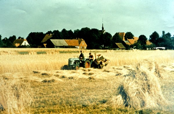Die Getreideernte gab es auch Anfang der 60er-Jahre noch in Hövelsenne, die letzten Bewohner mussten erst 1974 gehen. - © Archiv Heinrich Fortmeier