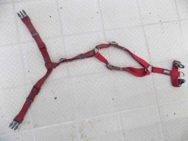 Dieses Geschirr hatte der Hund getragen, als er aufgefunden wurde. - © Tierheim Detmold