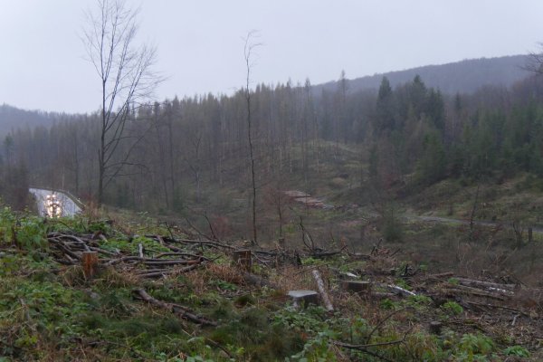 Rund um das Dreieck von B1 und Altenbekener Straße bei Horn sind auf diesem Archivfoto von Ende 2021 die Waldschäden deutlich sichtbar. Der komplett abgeholzte Bereich wird vom Landesverband betreut, der Bereich auf dem noch abgestorbene Fichten stehen, ist Teil des Horn-Bad Meinberger Stadtwalds, der künftig ebenfalls vom Landesverband betreut werden wird. - © Archivfoto: Jost Wolf