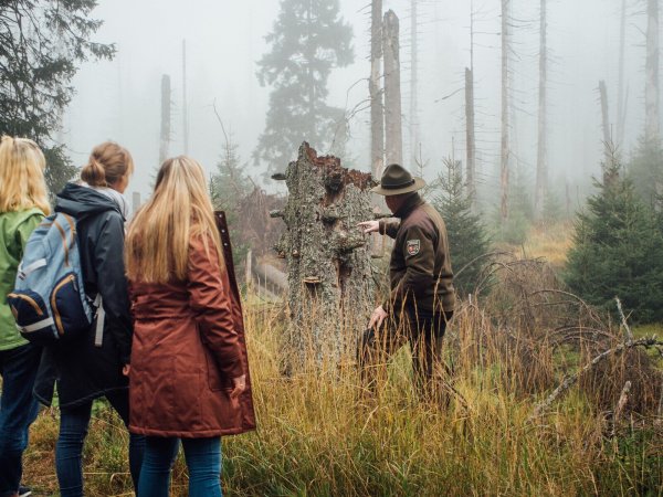 Anfangs hat es im Harz großen Widerstand gegen den Nationalpark gegeben. Inzwischen stieg die Akzeptanz in der Region – auch weil der Naturtourismus stetig zunimmt. - © Sebastian Berbalk