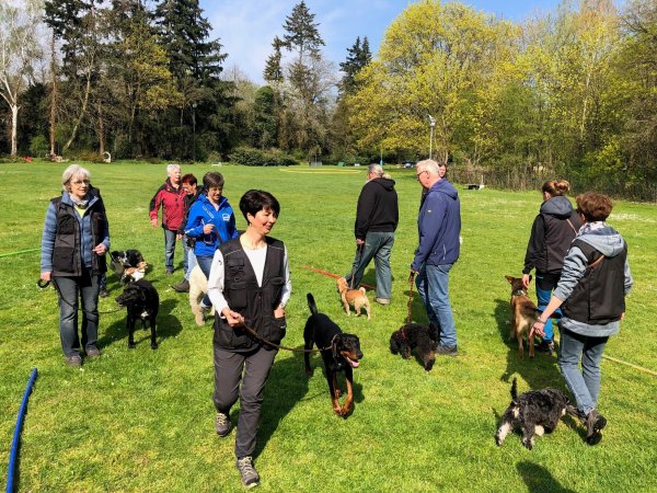 Vier- und Zweibeiner laufen auf der großen Liegewiese des ehemaligen Freibads Schötmar quer durcheinander. Die Hunde beiben dabei ruhig - ein Zeichen für erfolgreiches Training. - © Thomas Reineke