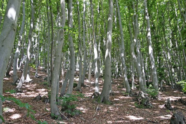So könnte ein neu angepflanzter junger Wald aussehen. Diese schlanken und ziemlich dicht stehenden Buchen sind in Bergkirchen bei Bad Oeynhausen angepflanzt worden. - © Meiko Haselhorst