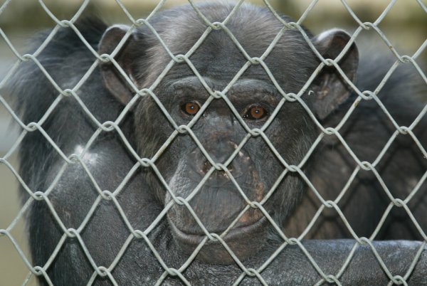Der Biss eines ausgebüxten Affens aus dem Kalletaler Tierpark war auch schon Thema vor Gericht. - © Wolf Scherzer