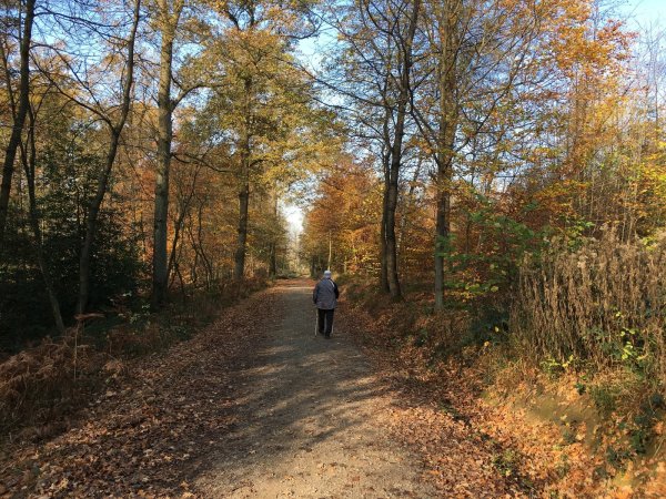 Herbstlaub und Sonne - das ist eine perfekte Kombination, sich an der frischen Luft zu bewegen. Aber auch bei grauem Himmel ist es wichtig, rauszugehen und Licht zu tanken. - © Jana Beckmann