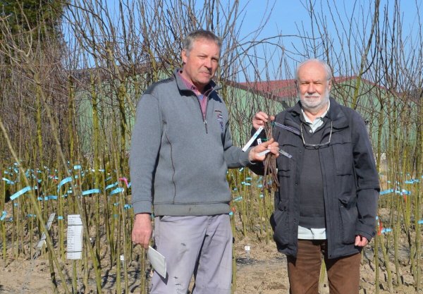 Willi Hennebrüder (rechts) übergibt Ralf Eikermann Edelreiser verschiedener alter Obstsorten. - © BUND Lippe