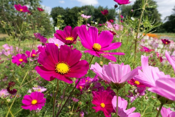 Eine Landesgartenschau, die nicht nur Blütenpracht bringt, sondern auch Themen wie den Erhalt der Artenvielfalt und Mobilität aufgreift, könnte sich die CDU in Detmold vorstellen. - © Jana Beckmann