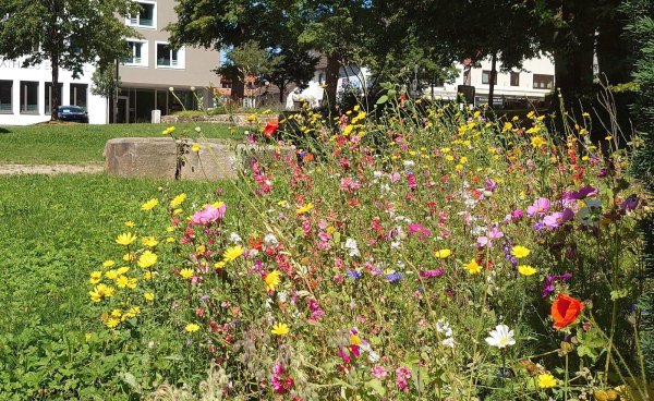 Ein wahrer Augenschmaus: Blühfläche im Bürgergarten in Bösingfeld. - © Marketing Extertal