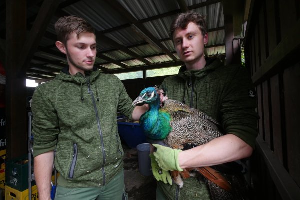 Lennart Plaumann (links) und Milan Voß kümmern sich bei der Adlerwarte um den Pfau, der in einer Kiste im ehemaligen Carport untergebracht ist. - © Jost Wolf