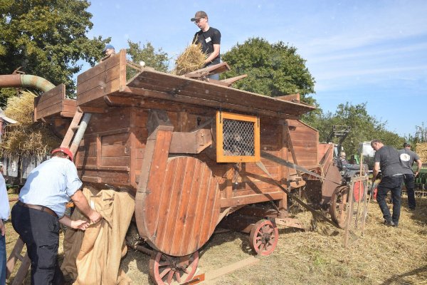Das Ausdreschen der geernteten Weizenähren gehört zu den Höhepunkten des Festes. Dafür haben die Treckerfreunde eine mit Transmission angetriebene historische Dreschmaschine in Betrieb genommen. Foto: Karin Prignitz - © Karin Prignitz