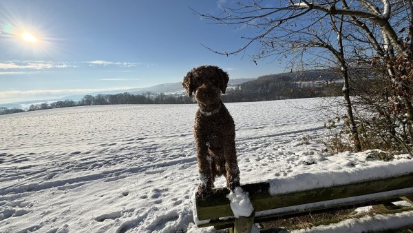 Dachdecker- und Klempnermeister Meik Sprenger ist gemeinsam mit seiner Frau Gaby eine sonnige Aufnahme "Auf dem runden Kampe" in Hornoldendorf gelungen. Für "Schoki", den zweijährigen Pudel ist Schnee das Allergrößte, da "vergisst er sogar seine Leckerlis", schreibt Meik Sprenger. - © Meik Sprenger