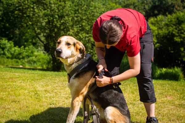 Wenn neue Besitzer ihren Tierheim-Hund in den heimischen Garten entlassen, sollte dieser dabei stets ein Geschirr oder Halsband tragen und angeleint sein. Tierpflegerin Jessica Dey zeigt das Vorgehen an Mischlingshund Bronco. - © Raphael Bartling