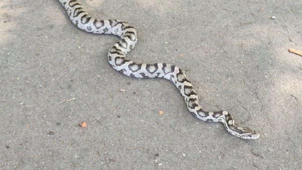 Bei dem am Schulzentrum Aspe gesichteten Tier handelt es sich wohl um eine Kornnatter. - © Claudia Schlothauer