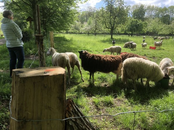 Der Bierweg ist bei den Lemgoern ein beliebter Spazierpfad vom Schloss zum Walkenfeld. Durch den Austausch der beim Hochwasser vergangenes Jahr beschädigten Zäune, hat auch die Schafhaltung auf den Streuobstwiesen wieder eine Zukunft. - © Till Brand