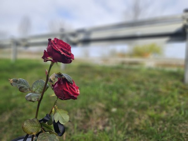 Nur wenige Minuten dauert der zweite Verhandlungstag zum Mordprozess nach einem Verkehrsunfall in Lügde. Im März dieses Jahres erinnern Rosen an den verstorbenen 54-Jährigen. - © Janet König