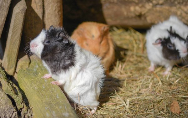 Auch die Meerschweinchen im Vogelpark Heiligenkirchen halten Ausschau nach den Besuchern. - © T.Kerber