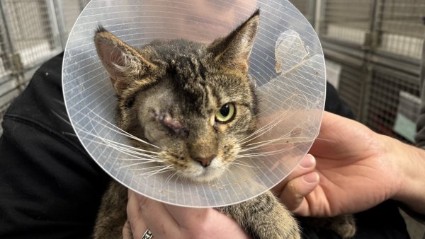 Katze "Gemma" trägt einen Trichter, damit sie sich nicht am operierten Auge kratzt. - © Sven Kienscherf