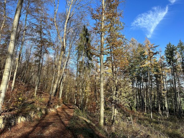 Entsteht auf Flächen des Kreises Höxter ein Nationalpark Egge? Das ist aktuell Thema in der Region. - © Ralf T. Mischer